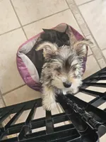 Buddy $1,250 OBO, a male Yorkshire Terrier for sale in Lake In The Hills, IL – Photo 8 of 10