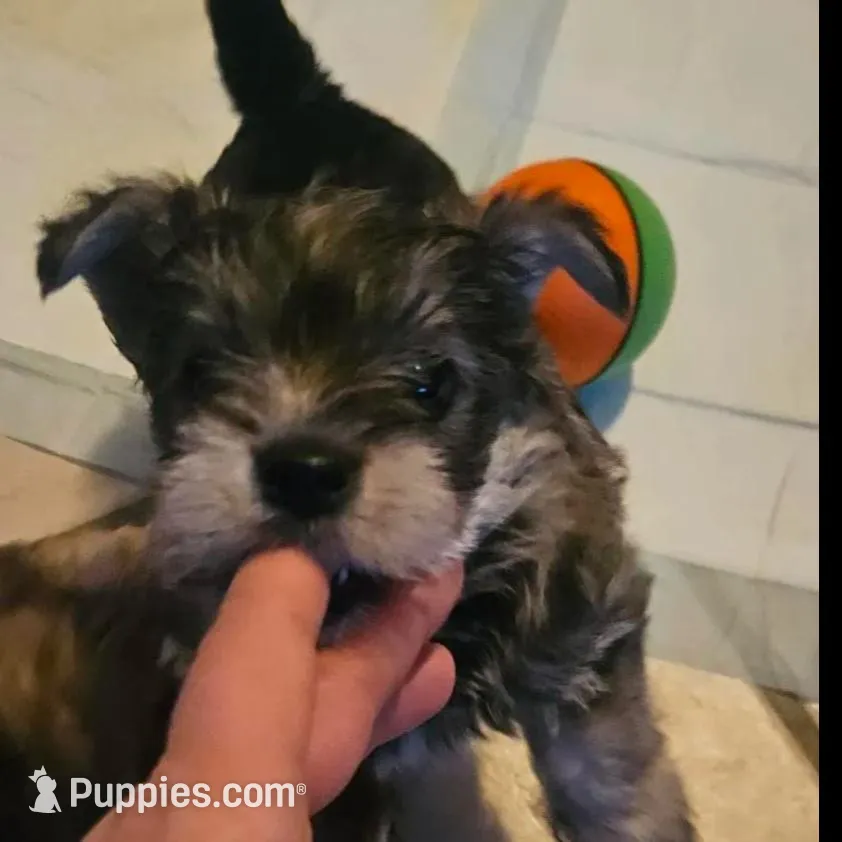 Buddy (Chicagoland delivery), a male Yorkshire Terrier for sale in Lake In The Hills, IL – Photo 2 of 4
