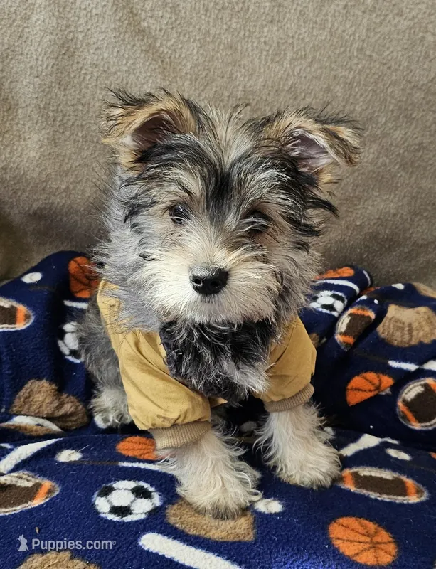 Buddy (Chicago delivery) – Yorkshire Terrier puppy for sale in Lake In The Hills, IL