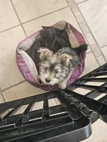 Buddy $1,250 OBO, a male Yorkshire Terrier for sale in Lake In The Hills, IL – Photo 9 of 10