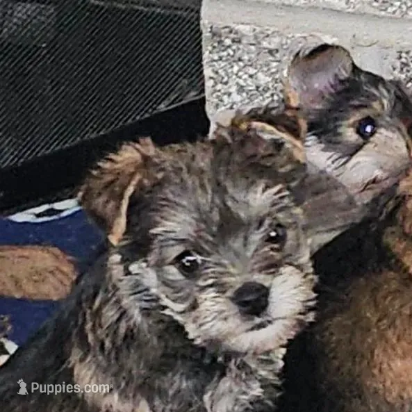 Buddy (Chicago delivery), a male Yorkshire Terrier for sale in Lake In The Hills, IL – Photo 4 of 6