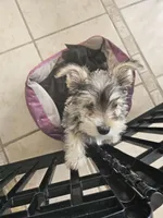 Buddy $1,250 OBO, a male Yorkshire Terrier for sale in Lake In The Hills, IL – Photo 5 of 10