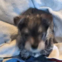 Buddy (Chicago delivery), a male Yorkshire Terrier for sale in Lake In The Hills, IL – Photo 6 of 6