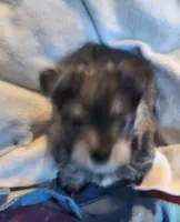 Buddy (Chicagoland delivery), a male Yorkshire Terrier for sale in Lake In The Hills, IL – Photo 4 of 4