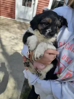 Tri Color 5, a female Australian Cattle Dog and Australian Shepherd for sale in Verndale, MN – 1 of 5