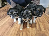 Tri Color 5, a female Australian Cattle Dog and Australian Shepherd for sale in Verndale, MN – 3 of 5