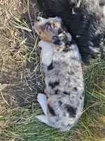 Blue Merle 4, a male Australian Cattle Dog and Australian Shepherd for sale in Verndale, MN – 4 of 4