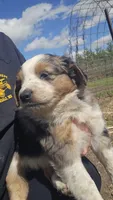 Blue Merle 3, a male Australian Cattle Dog and Australian Shepherd for sale in Verndale, MN – 1 of 6
