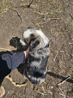 Blue Merle 3, a male Australian Cattle Dog and Australian Shepherd for sale in Verndale, MN – 6 of 6