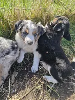 Tri Color 5, a female Australian Cattle Dog and Australian Shepherd for sale in Verndale, MN – 5 of 5