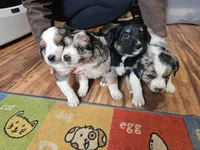 Blue Merle 4, a male Australian Cattle Dog and Australian Shepherd for sale in Verndale, MN – 3 of 4