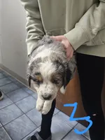 Blue Merle 3, a male Australian Cattle Dog and Australian Shepherd for sale in Verndale, MN – 2 of 6