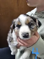 Blue Merle 4, a male Australian Cattle Dog and Australian Shepherd for sale in Verndale, MN – 1 of 4