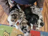 Blue Merle 4, a male Australian Cattle Dog and Australian Shepherd for sale in Verndale, MN – 2 of 4