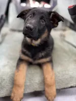 Rosemary , a female German Shepherd Dog for sale in Bellevue, WA – Photo 1 of 2