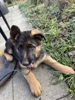 Rosemary , a female German Shepherd Dog for sale in Bellevue, WA – Photo 2 of 2