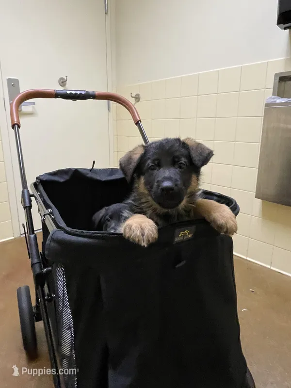 Laurence – German Shepherd Dog puppy for sale in Bellevue, WA