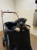 Laurence, a male German Shepherd Dog for sale in Bellevue, WA – 1 of 1