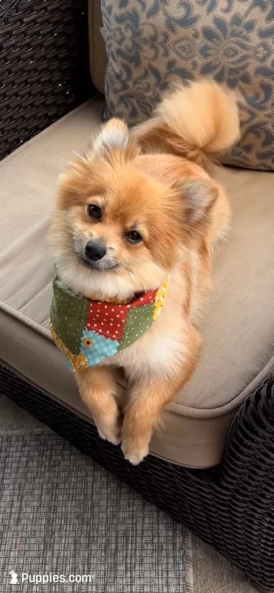 Baby boy, a male Pomeranian for sale in Spencerport, NY – 4 of 5