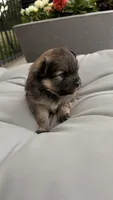 Baby girl, a female Pomeranian for sale in Spencerport, NY – 3 of 5