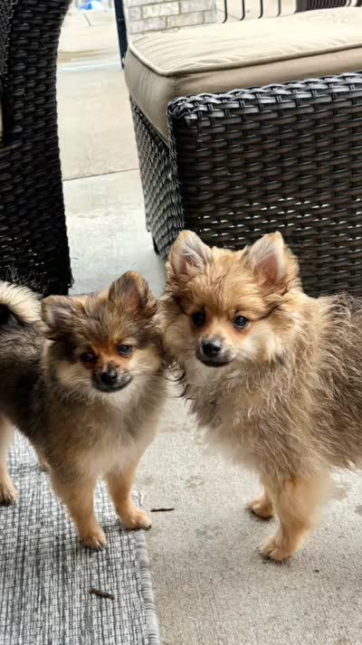Baby girl Gabby, a female Pomeranian for sale in Spencerport, NY – 10 of 10