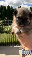 Baby girl, a female Pomeranian for sale in Spencerport, NY – 2 of 5
