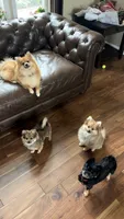 Baby girl Gabby, a female Pomeranian for sale in Spencerport, NY – 4 of 10