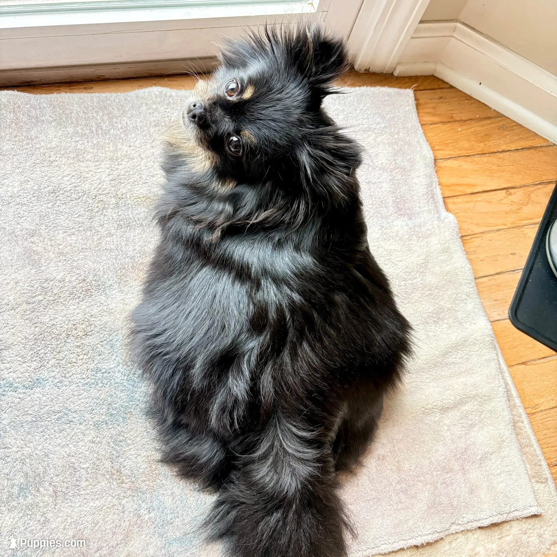Baby boy, a male Pomeranian for sale in Spencerport, NY – 5 of 5