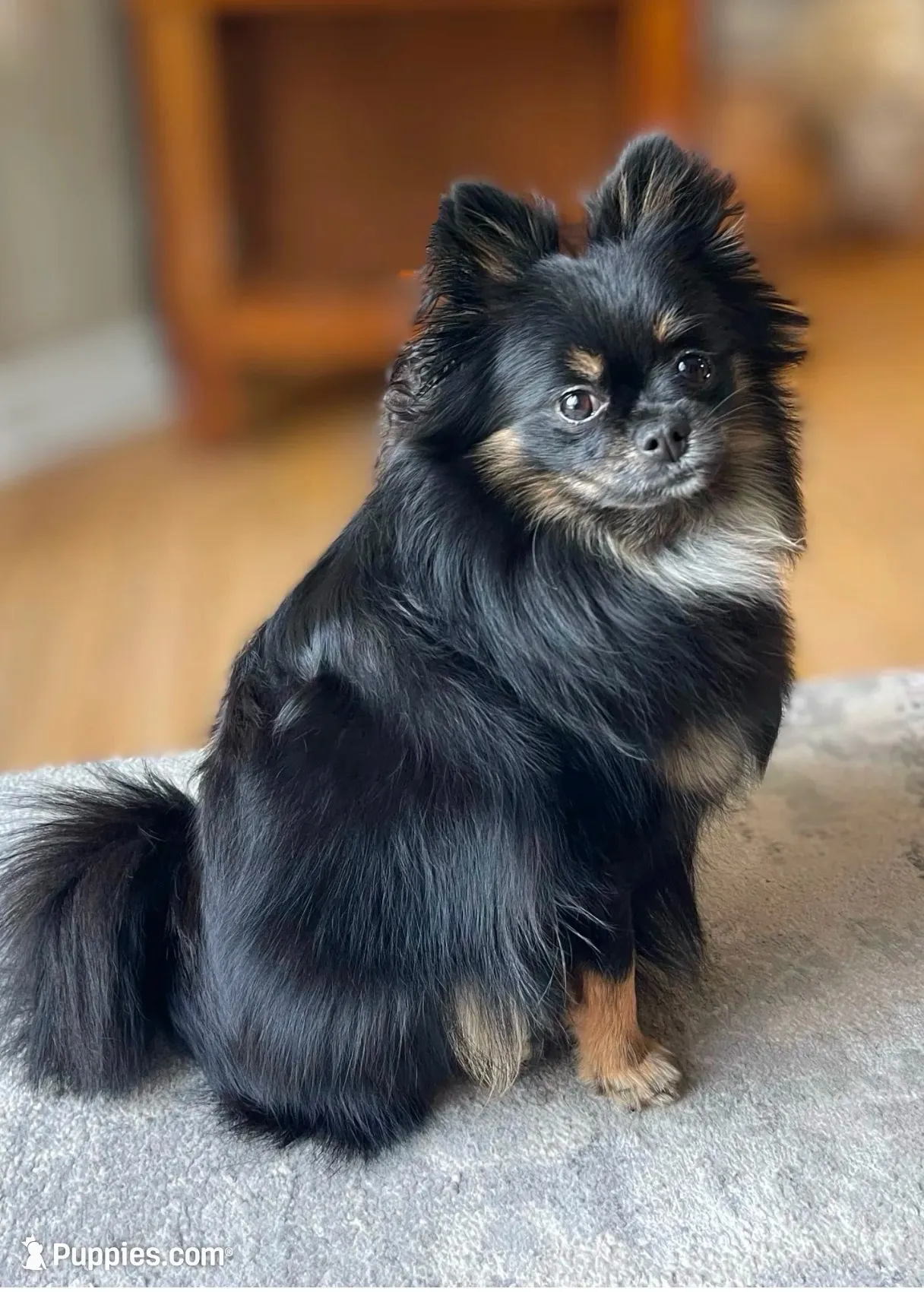Baby girl, a female Pomeranian for sale in Spencerport, NY – 4 of 5