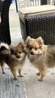 Baby girl Gabby, a female Pomeranian for sale in Spencerport, NY – 2 of 10