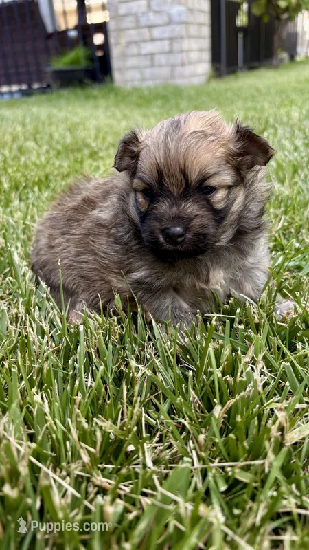Baby boy – Pomeranian puppy for sale in Spencerport, NY