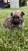 Baby boy, a male Pomeranian for sale in Spencerport, NY – 1 of 5
