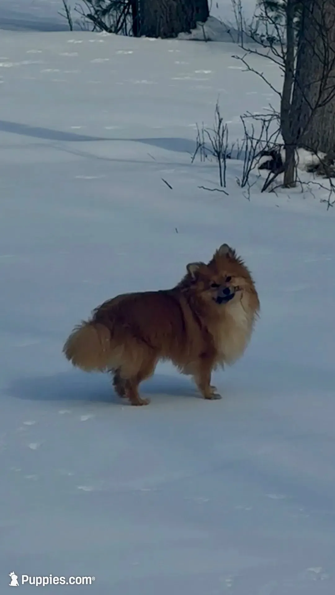 Baby girl, a female Pomeranian for sale in Spencerport, NY – 5 of 5