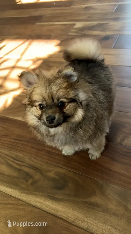 Baby boy Gibby  – Pomeranian puppy for sale in Spencerport, NY