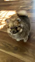 Baby boy Gibby , a male Pomeranian for sale in Spencerport, NY – 1 of 8