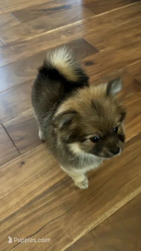 Baby girl Gabby – Pomeranian puppy for sale in Spencerport, NY
