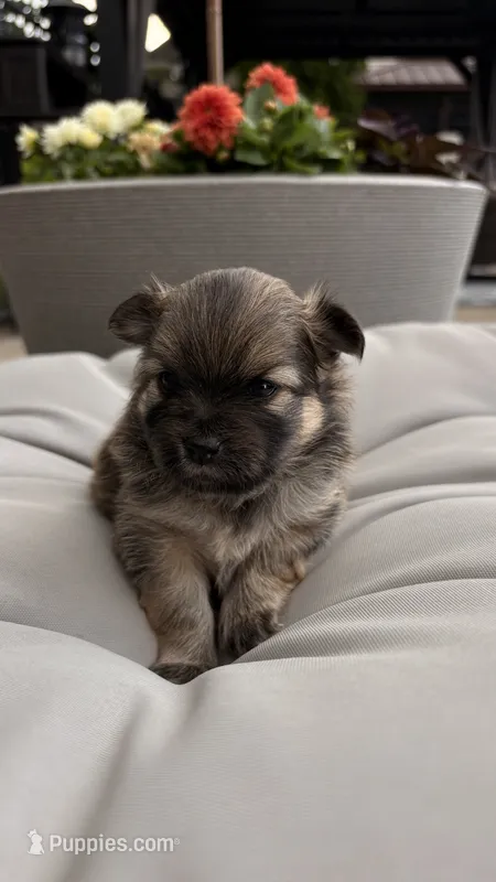 Baby girl – Pomeranian puppy for sale in Spencerport, NY