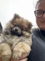 Baby boy Gibby , a male Pomeranian for sale in Spencerport, NY – 2 of 8