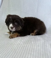 Ally, a female Miniature American Shepherd for sale in Princeton, TX – Photo 2 of 2