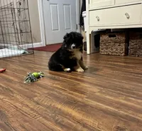 Arnold , a male Miniature American Shepherd for sale in Princeton, TX – Photo 3 of 3