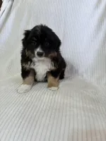 Arnold , a male Miniature American Shepherd for sale in Princeton, TX – Photo 2 of 3