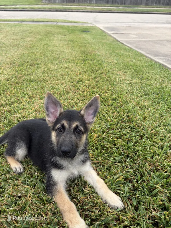 Brown – German Shepherd Dog puppy for sale in Sugar Land, TX