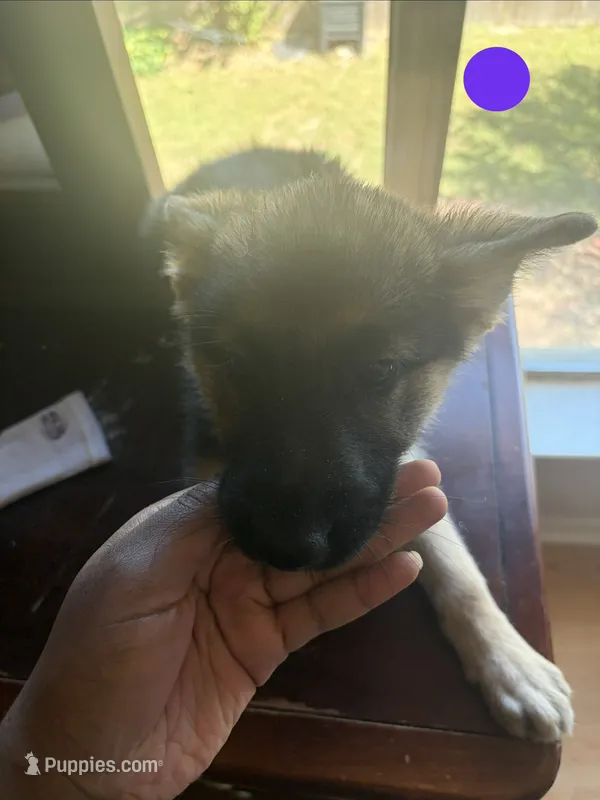 Purple – German Shepherd Dog puppy for sale in Sugar Land, TX