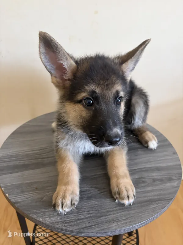 Lime – German Shepherd Dog puppy for sale in Sugar Land, TX