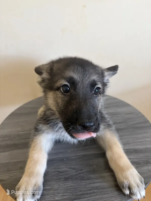 Silver – German Shepherd Dog puppy for sale in Sugar Land, TX