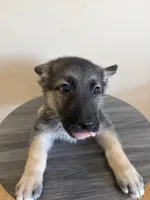 Silver, a female German Shepherd Dog for sale in Sugar Land, TX – 1 of 1