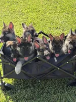 Lime, a male German Shepherd Dog for sale in Sugar Land, TX – 3 of 3