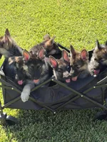 Mint, a female German Shepherd Dog for sale in Sugar Land, TX – 2 of 3