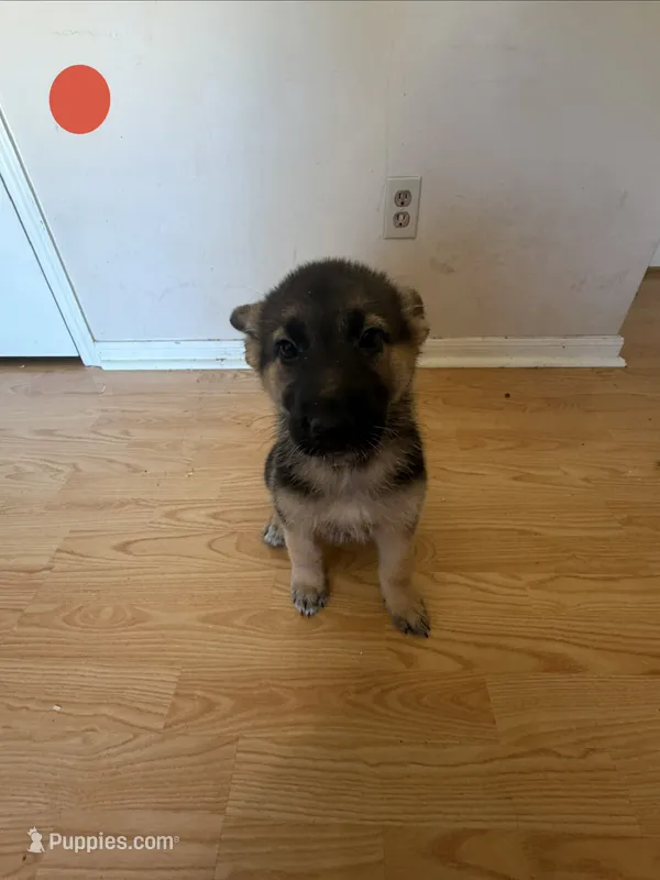 Red – German Shepherd Dog puppy for sale in Sugar Land, TX