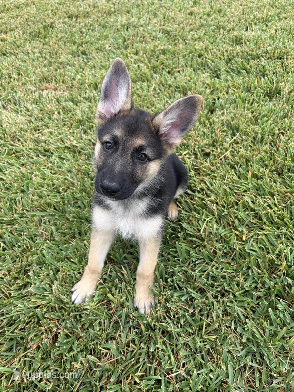 Purple – German Shepherd Dog puppy for sale in Sugar Land, TX